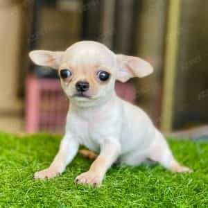 Chihuahua Kem