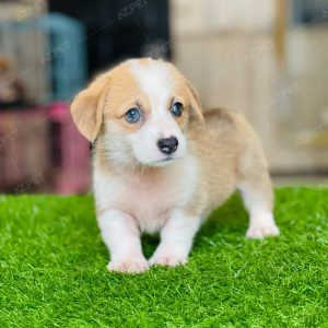 Corgi Trắng Vàng