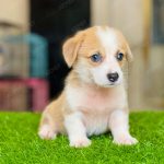 Corgi Trắng Vàng
