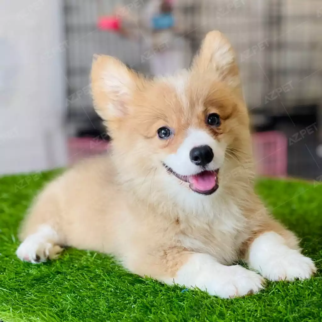 Corgi Trắng Vàng