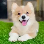 Corgi Trắng Vàng
