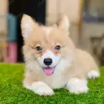 Corgi Trắng Vàng