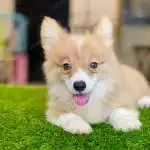 Corgi Trắng Vàng