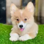 Corgi Trắng Vàng