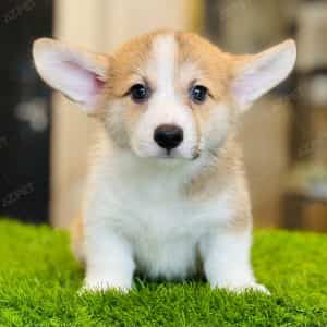 Corgi Trắng Vàng