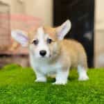Corgi Trắng Vàng