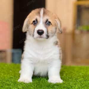 Corgi Trắng Vàng