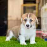 Corgi Trắng Vàng