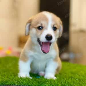 Corgi Trắng Vàng