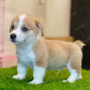 Corgi Trắng Vàng