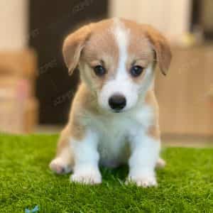 Corgi Trắng Vàng