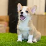 Corgi Trắng Vàng
