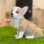 Corgi Trắng Vàng