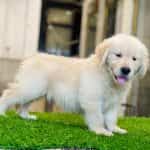 Golden Retriever Vàng Kim