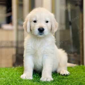 Golden Retriever Vàng Kim