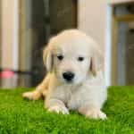 Golden Retriever Vàng Kim