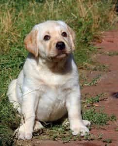 Labrador Vàng Kim