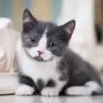 Munchkin Bicolor