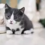Munchkin Bicolor