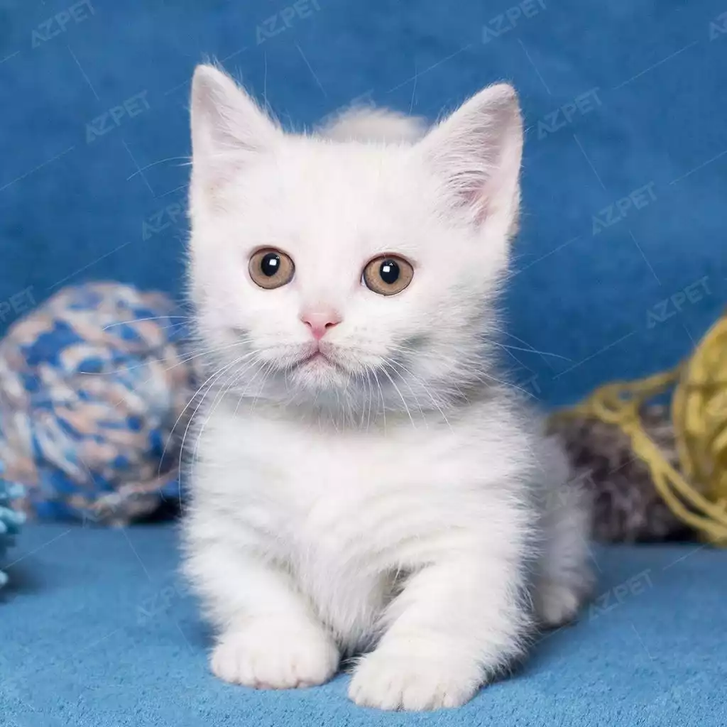 Munchkin Trắng