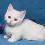 Munchkin Trắng