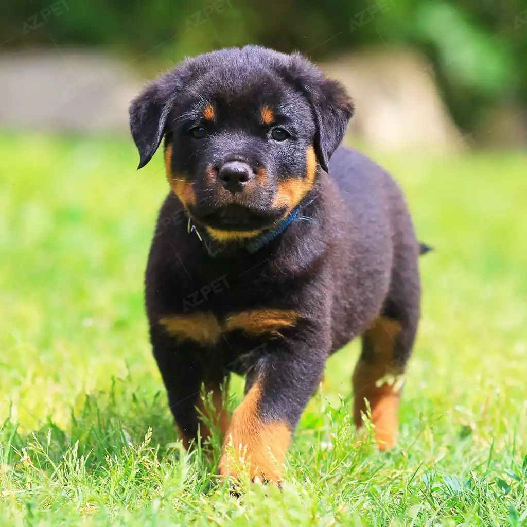 Rottweiler Đực C12290 - AZPET