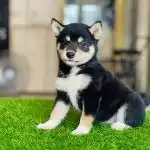 Shiba Inu Đen Vàng
