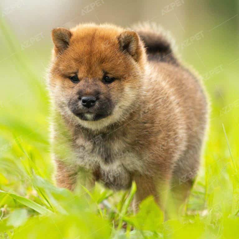 Bán Chó Shiba Inu Thuần Chủng - Bảo Hành Toàn Diện 365 Ngày