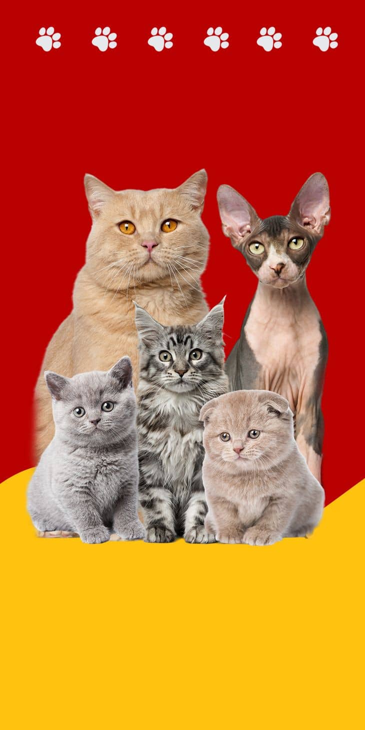 azpet banner mèo cảnh desktop