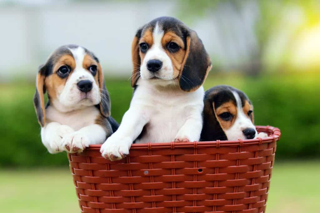 Chó beagle có ngoại hình rất đáng yêu