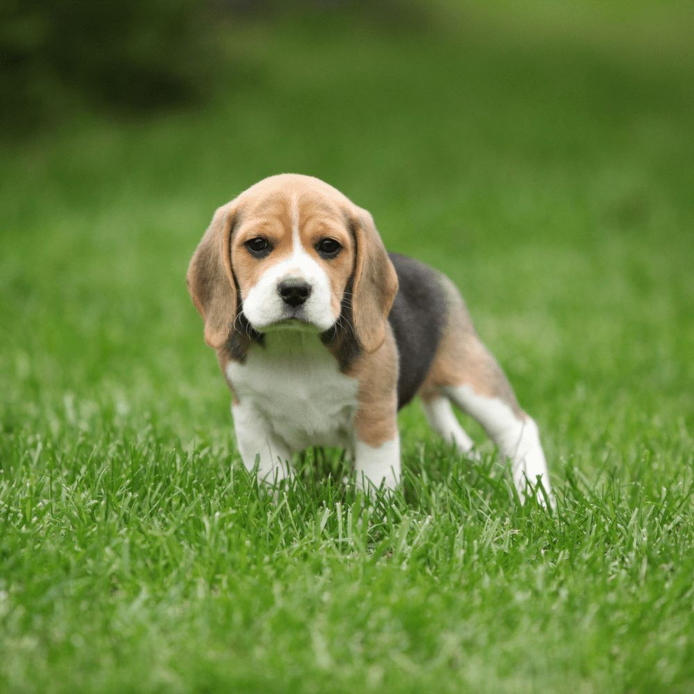 lưu ý khi chọn mua chó beagle