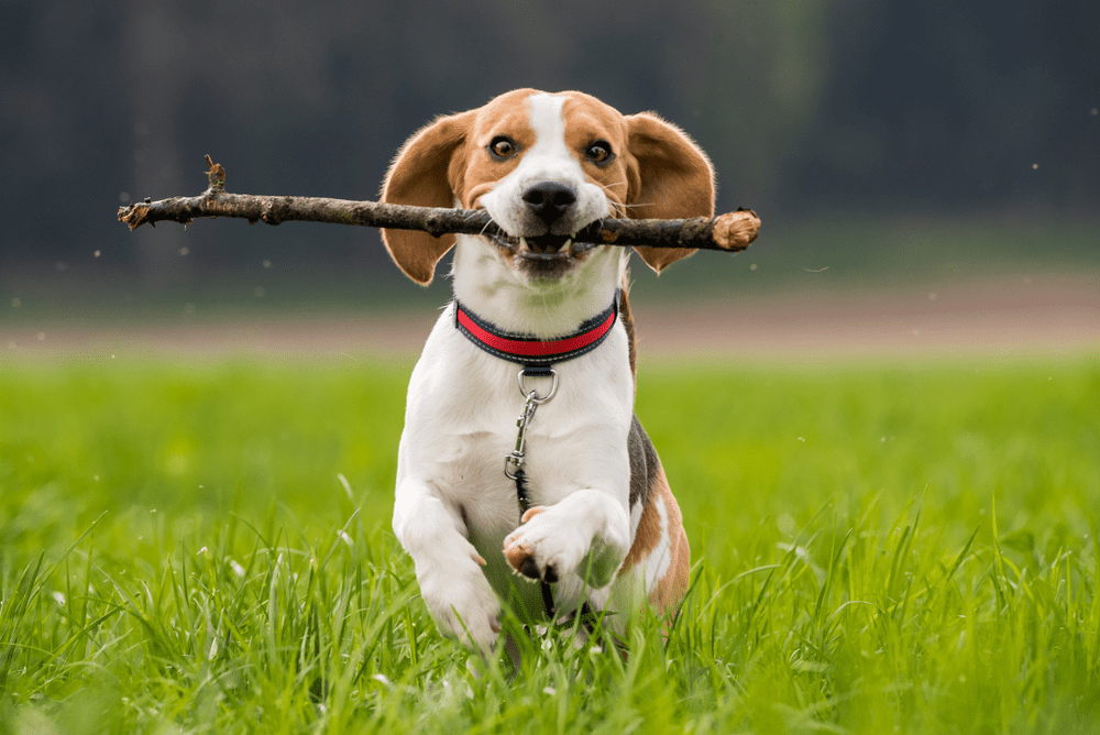 Chó beagle thông minh và giữ nhà tốt