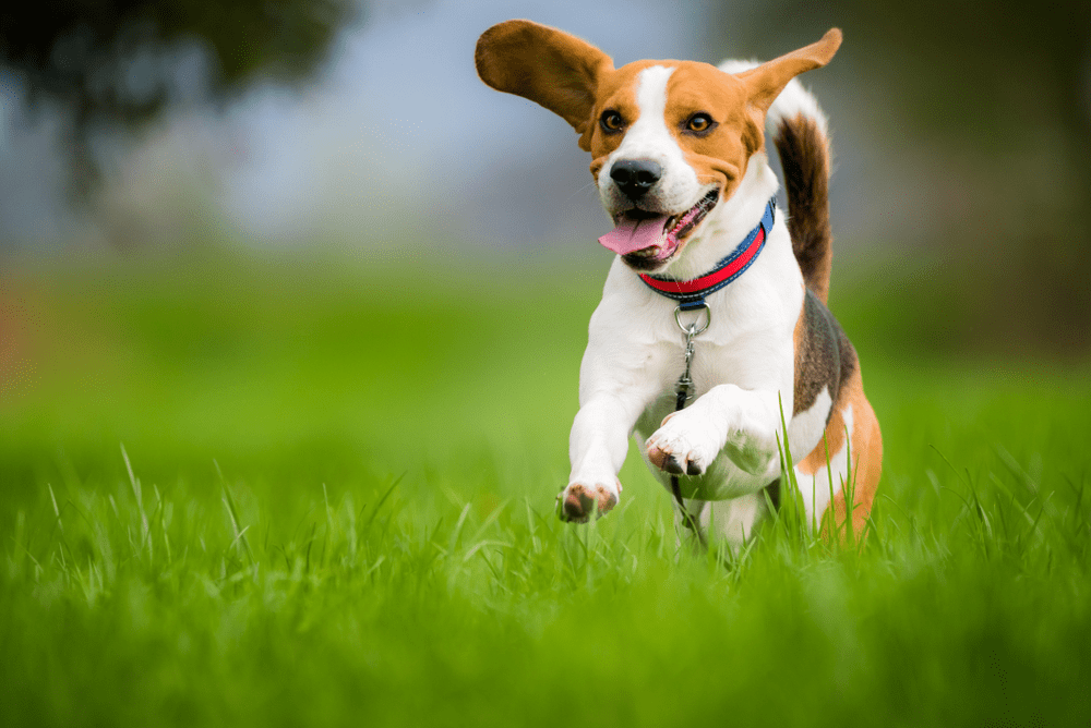 Chó beagle rất thân thiện