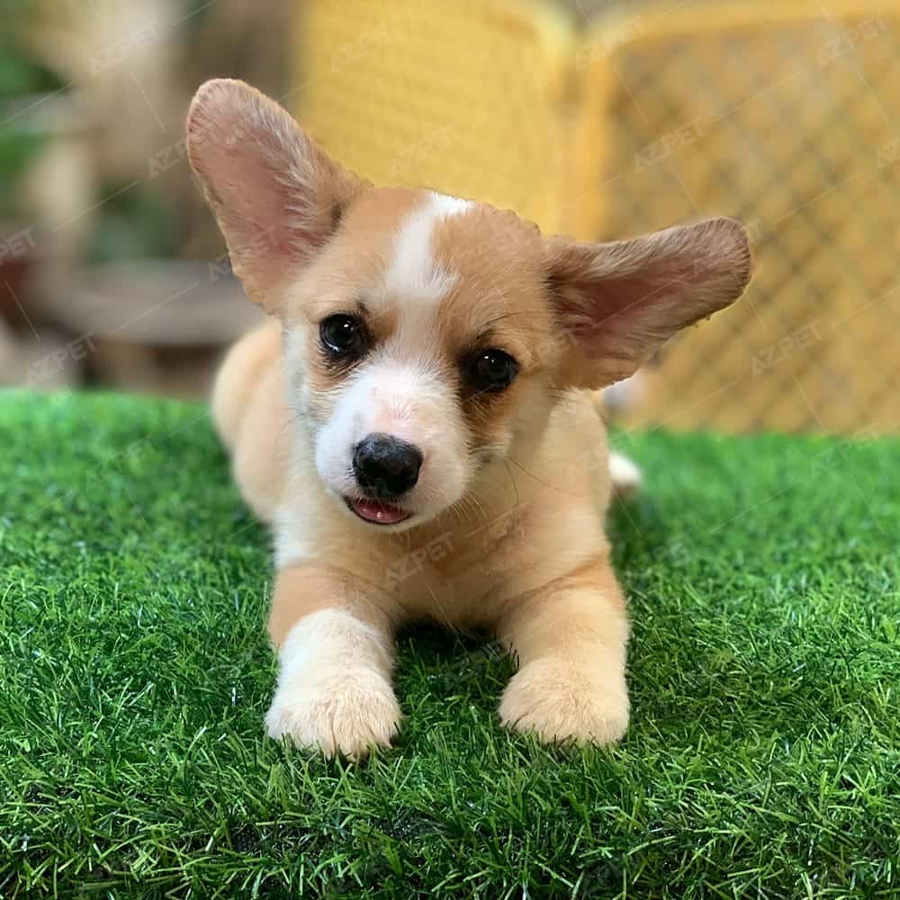 Corgi Trắng Vàng