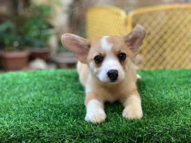 Corgi Trắng Vàng