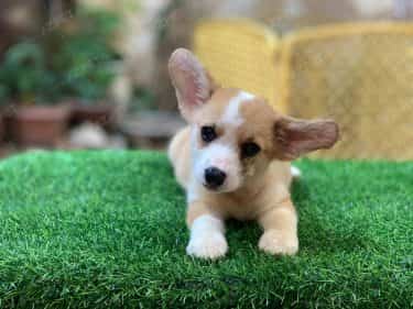 Corgi Trắng Vàng
