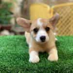 Corgi Trắng Vàng