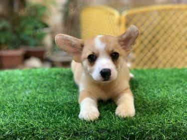 Corgi Trắng Vàng