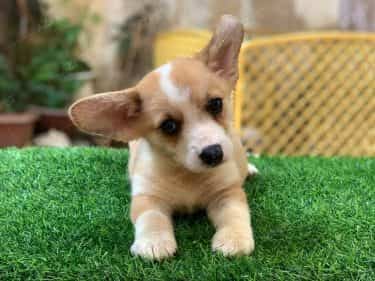Corgi Trắng Vàng