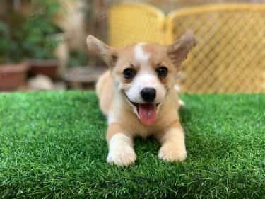 Corgi Trắng Vàng