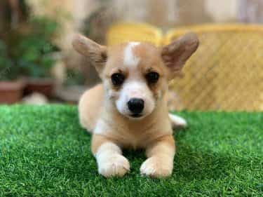 Corgi Trắng Vàng