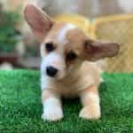 Corgi Trắng Vàng