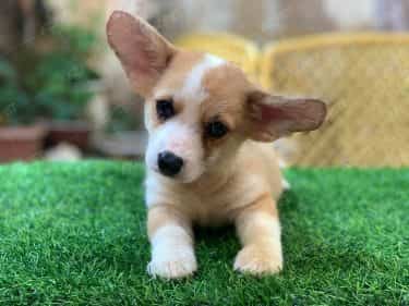 Corgi Trắng Vàng