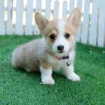 Corgi Trắng Vàng