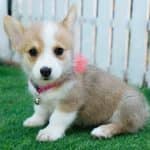 Corgi Trắng Vàng