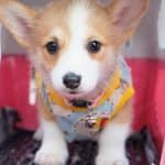 Corgi Trắng Vàng