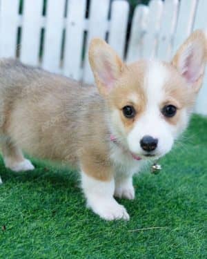 Corgi Trắng Vàng