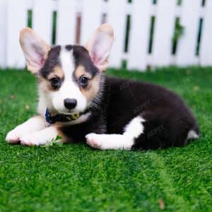 Corgi Tricolor