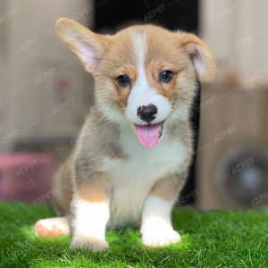 Corgi Trắng Vàng