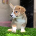 Corgi Trắng Vàng